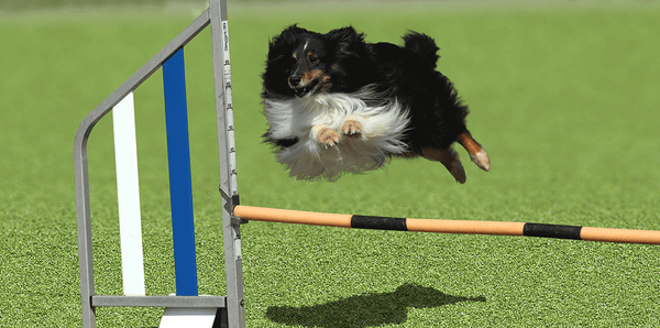 わんちゃんにやさしい人工芝