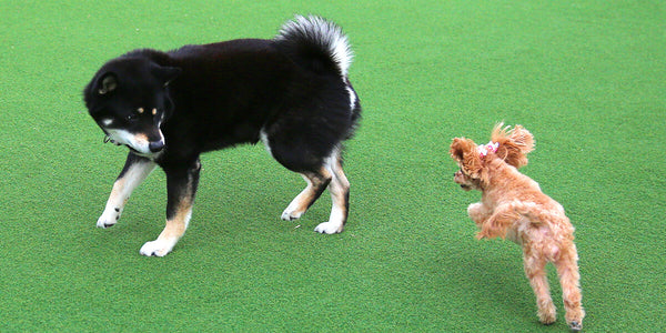 1.メモリーターフ AG20