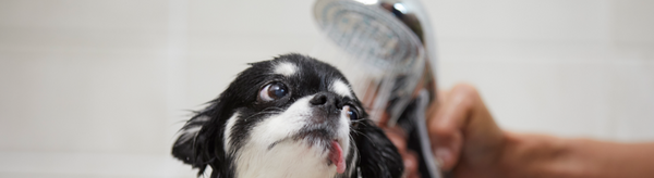 犬の皮膚にもうるおいを与えることが大切
