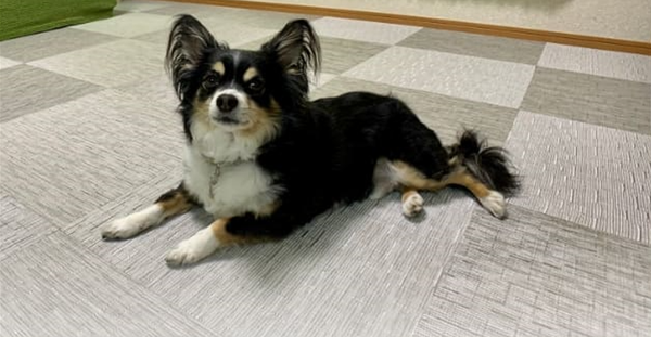 傷つきにくい
